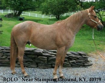 BOLO   Near Stamping Ground, KY, 40379